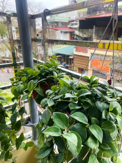 Sunny Garden Balcony in Old Quarter, Free Laundry, Free Water – Fotos 11