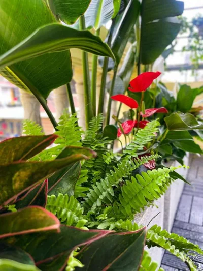 Sunny Garden Balcony in Old Quarter, Free Laundry, Free Water – Fotos 12