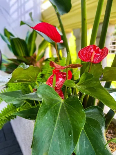 Sunny Garden Balcony in Old Quarter, Free Laundry, Free Water – Fotos 13