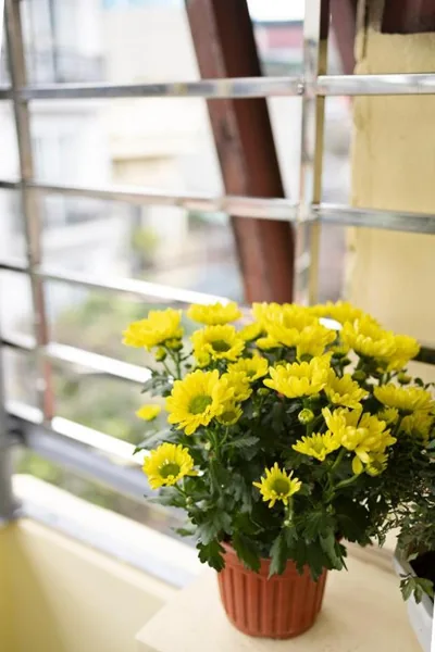 Sunny Garden Balcony in Old Quarter, Free Laundry, Free Water – Fotos 14